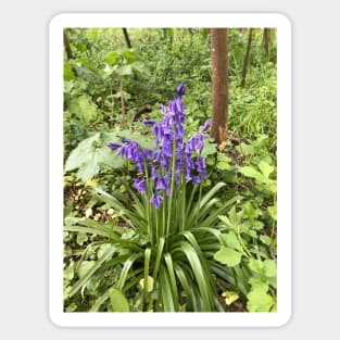 cluster of bluebells close to tree,forest floor Sticker